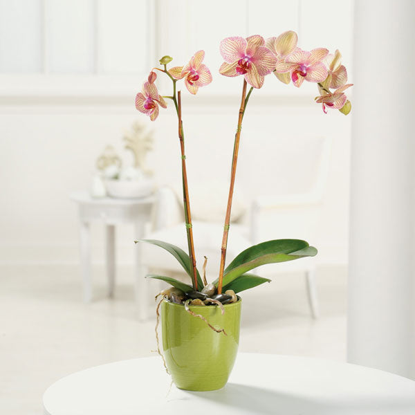 Phaleanopsis Orchid