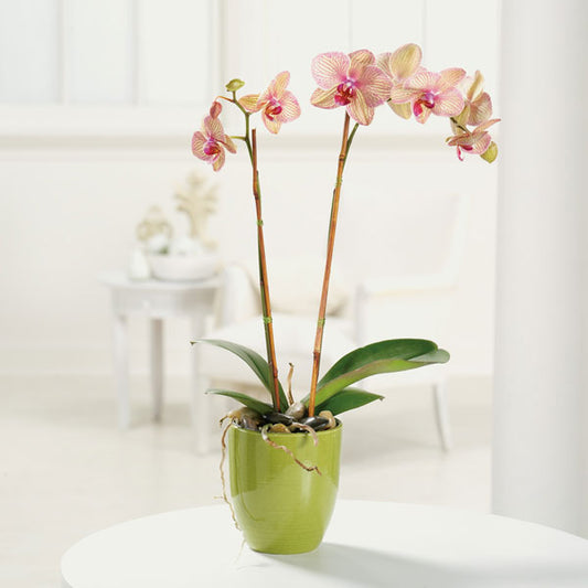 Phaleanopsis Orchid